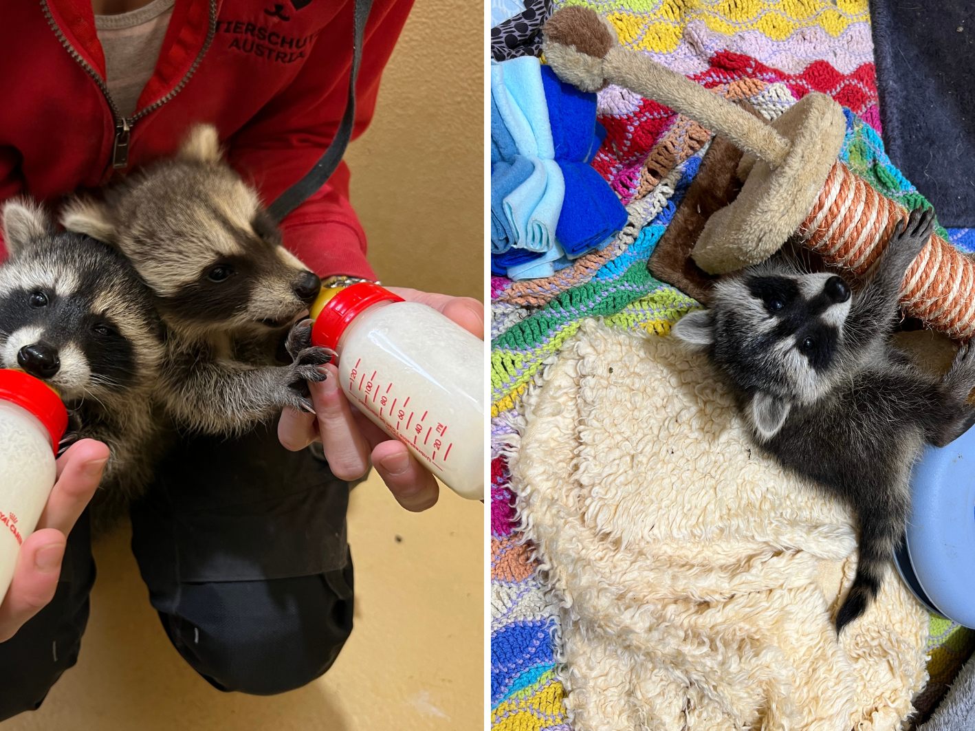 Die jungen Waschbären Niko und Elsa ziehen ins Tierschutzhaus Vösendorf. Die jungen Waschbären Niko und Elsa ziehen ins Tierschutzhaus Vösendorf.