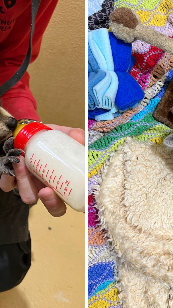 Die jungen Waschbären Niko und Elsa ziehen ins Tierschutzhaus Vösendorf.