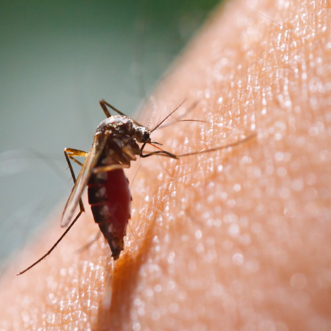 Hilfreiche Tipps bei Gelsenstichen.