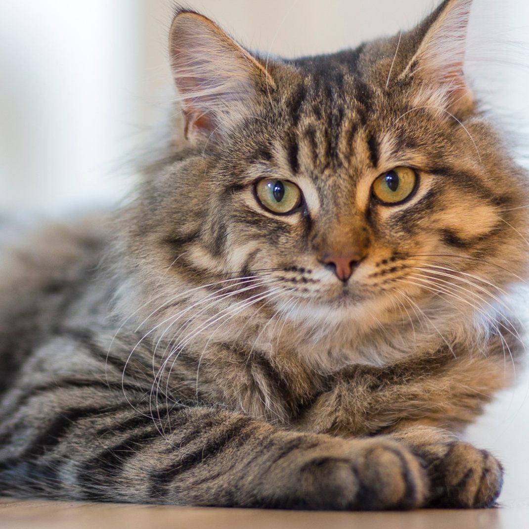 Das fühlen Katzen, wenn man verreist.