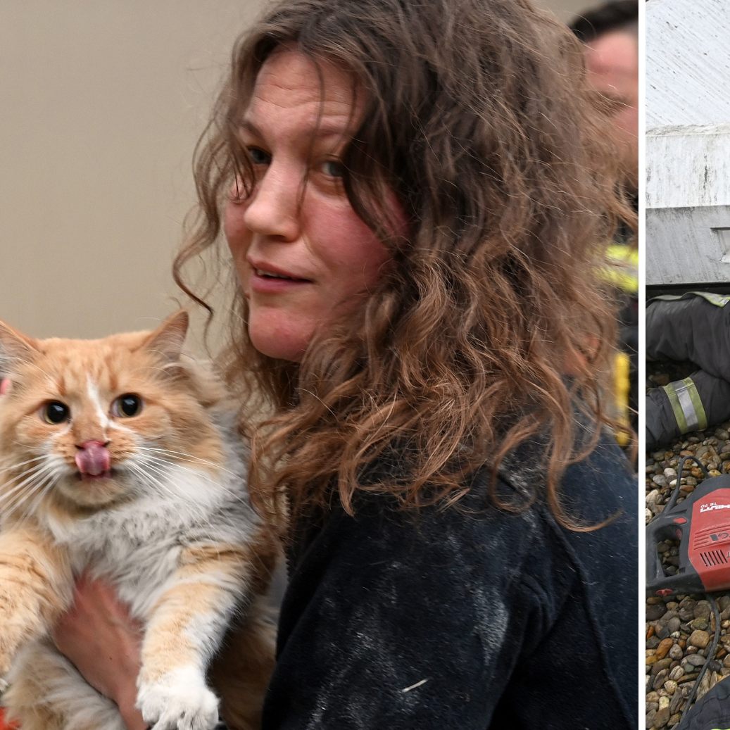 Kater "Rotschopf" konnte gerettet werden.