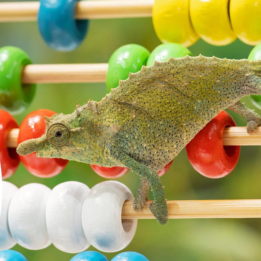 Jedes Jahr wird im Tiergarten Schönbrunn eine Bestandsaufnahme aller tierischen Bewohner vorgenommen.