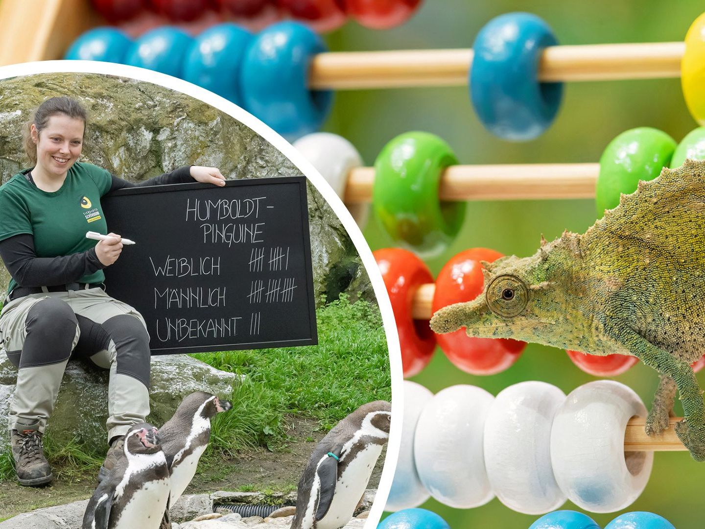 Jedes Jahr wird im Tiergarten Schönbrunn eine Bestandsaufnahme aller tierischen Bewohner vorgenommen. Jedes Jahr wird im Tiergarten Schönbrunn eine Bestandsaufnahme aller tierischen Bewohner vorgenommen.