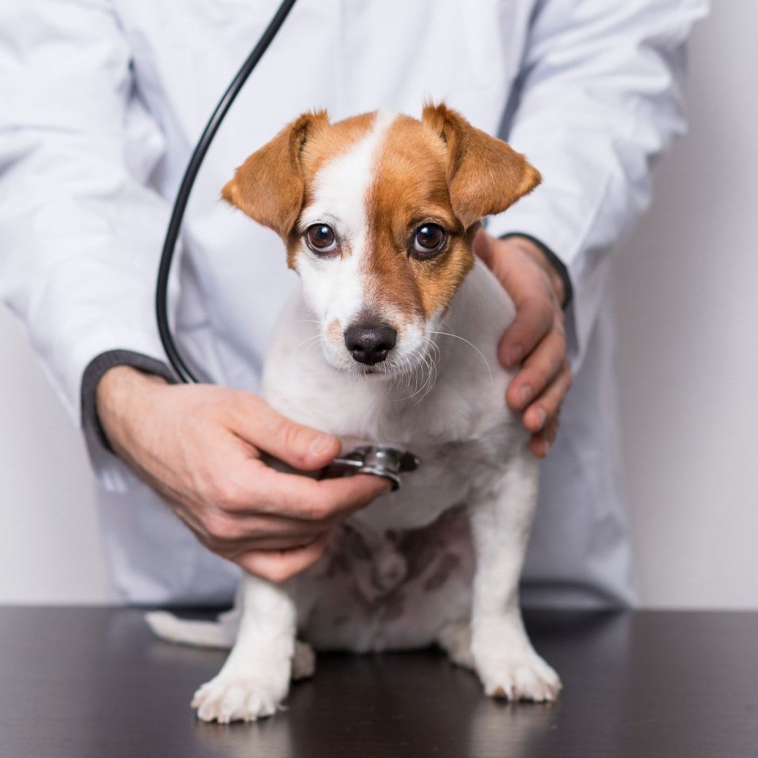 Womit sich euer Vierbeiner quält kann vom Tierarzt schnell herausgefunden werden.