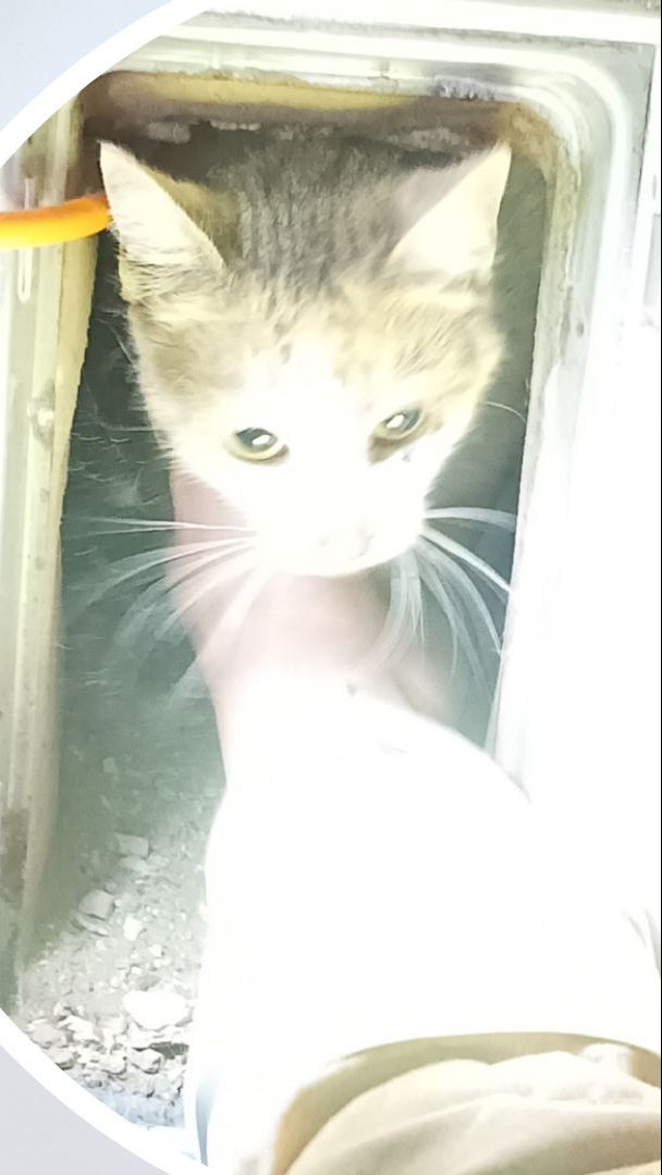 Die Katze wurde aus dem Rauchfang gestemmt.