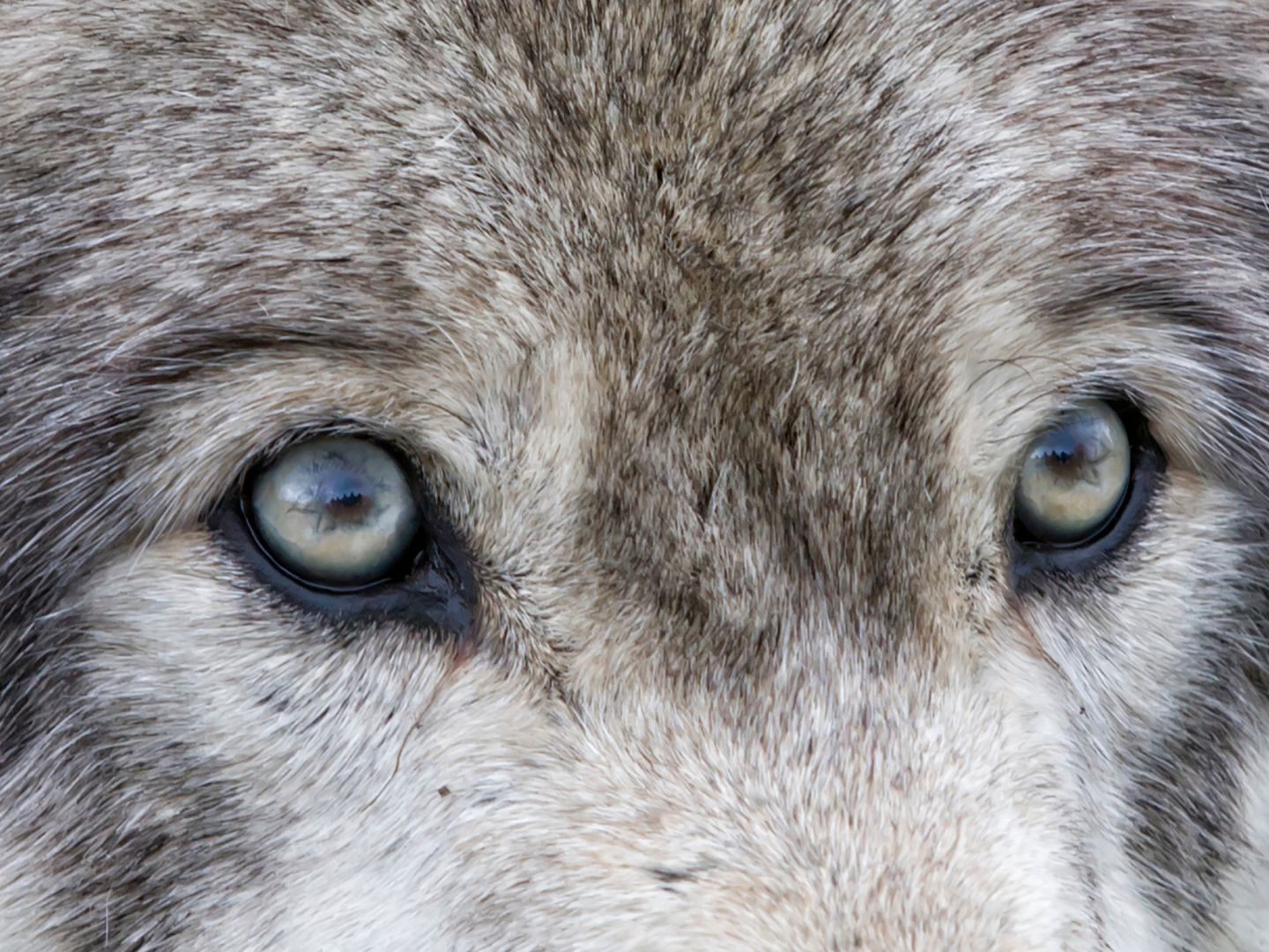 Dieses Jahr wurden schon mehr als 30 Wolfsindividuen nachgewiesen. Dieses Jahr wurden schon mehr als 30 Wolfsindividuen nachgewiesen.