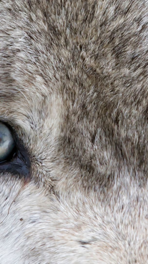 Dieses Jahr wurden schon mehr als 30 Wolfsindividuen nachgewiesen.