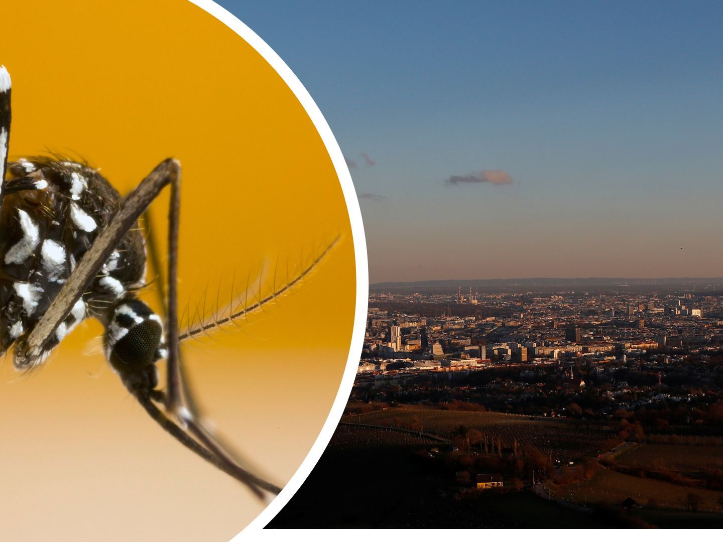 Etablierte Populationen von Asiatischer Tigermücke in Wien und Graz vorhanden. Etablierte Populationen von Asiatischer Tigermücke in Wien und Graz vorhanden.