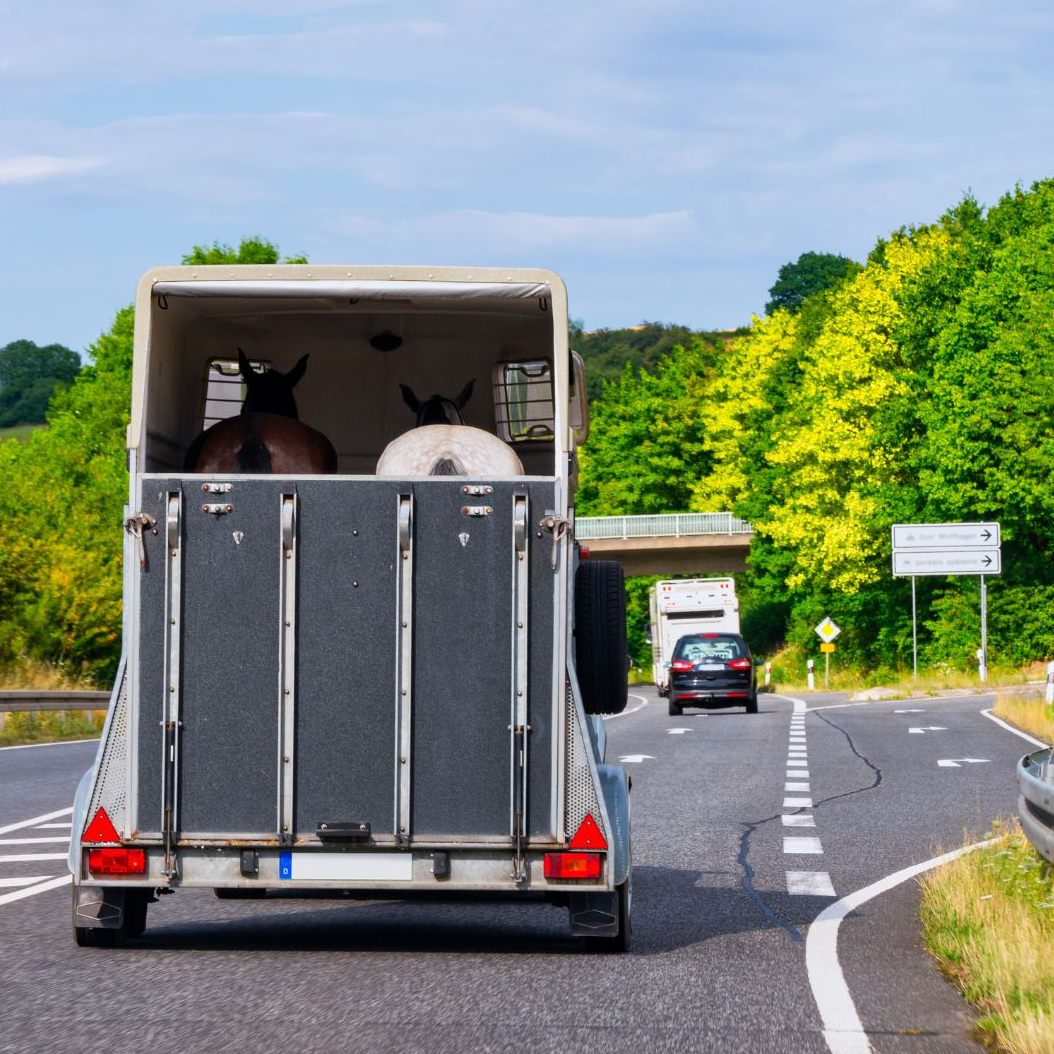 Ein Norikerhengst wurde bei voller Fahrt aus dem Autoanhänger geschleudert.