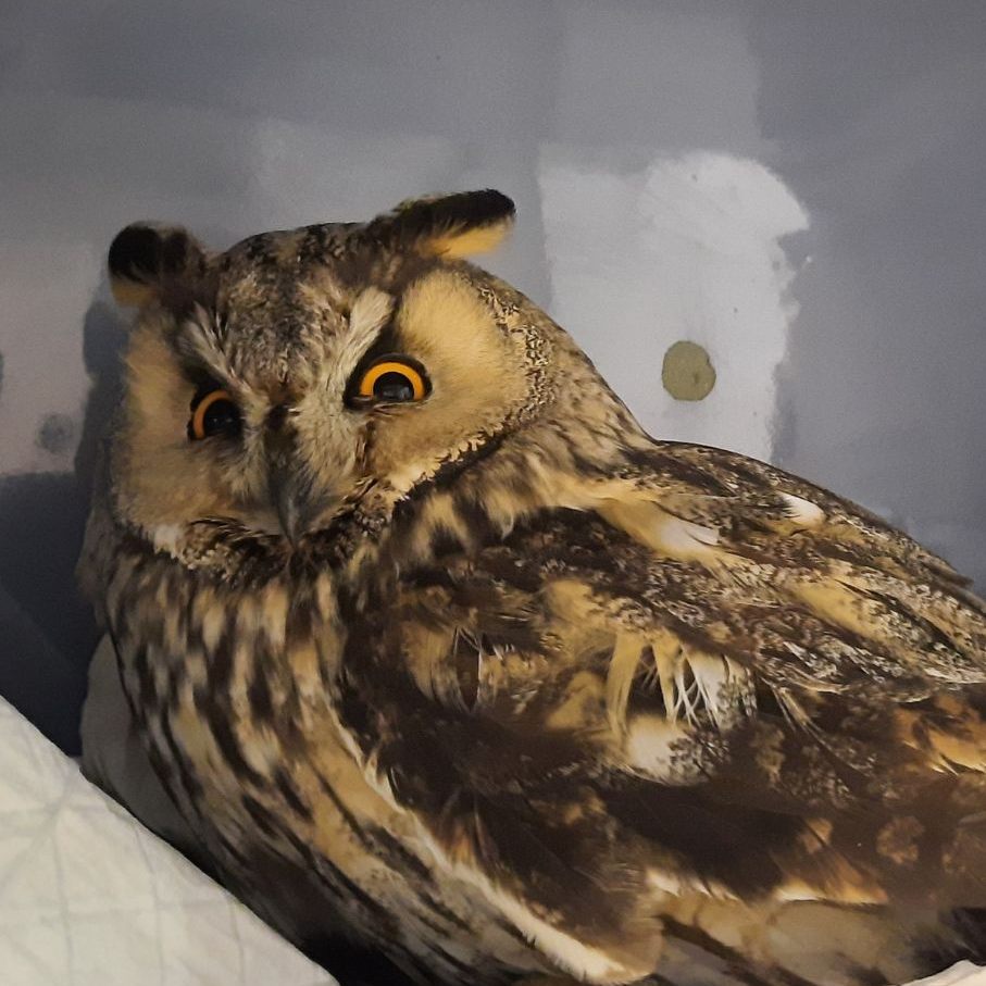 Am Sonntag wurde eine Eule in Salzburg gefunden, die wahrscheinlich in einen Zug gekracht war und sich dabei den Flügel gebrochen hat.