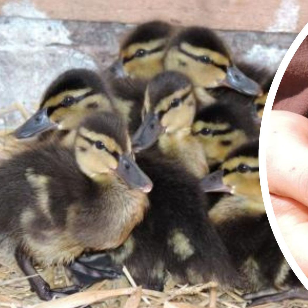 Die EGS Haringsee zieht derzeit acht verwaiste Entenküken auf.