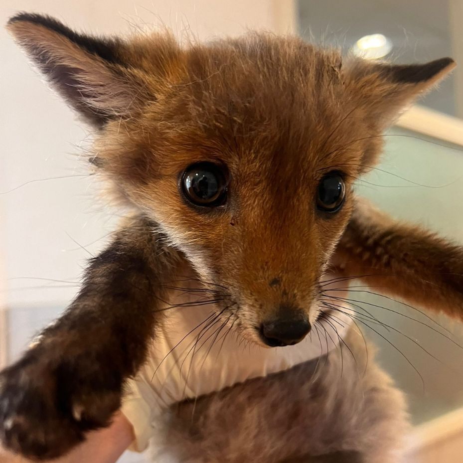 Dieses Fuchsbaby fand Zuflucht in einem Pensionistenheim.