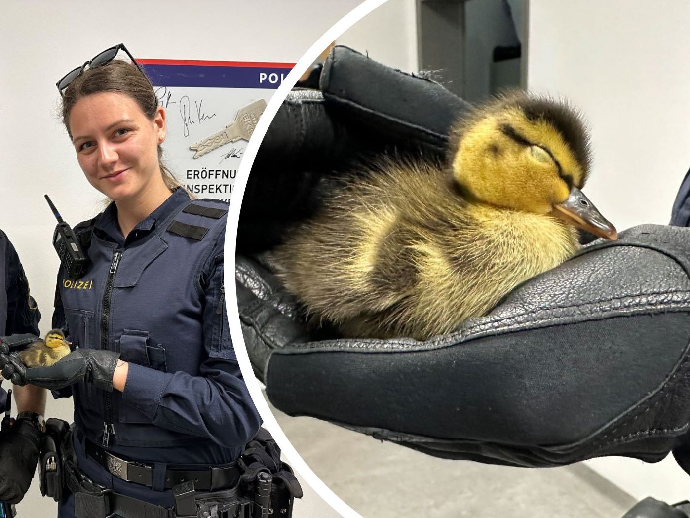 Die Polizei rettete eine Entenfamilie von der Straße in Traismauer.