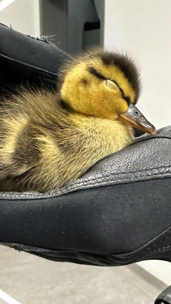 Die Polizei rettete eine Entenfamilie von der Straße in Traismauer.