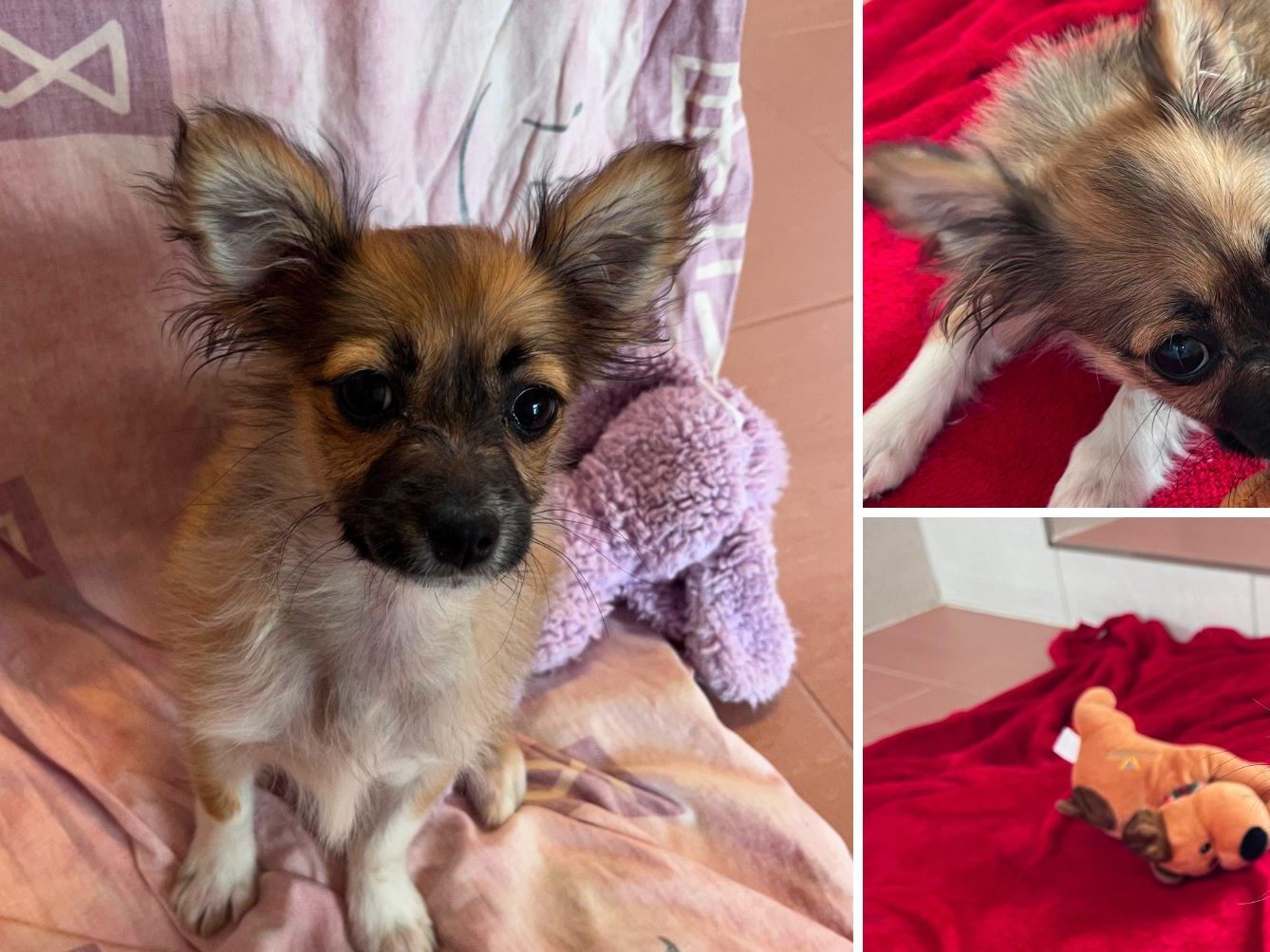 Eine junge Chihuahua-Hündin wurde in Wien-Meidling ausgesetzt. Eine junge Chihuahua-Hündin wurde in Wien-Meidling ausgesetzt.