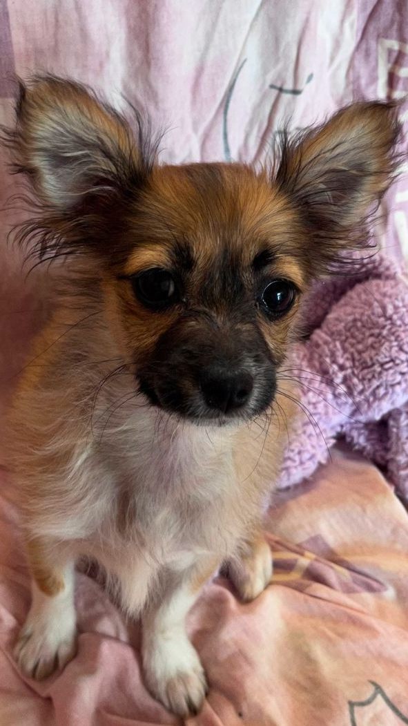 Eine junge Chihuahua-Hündin wurde in Wien-Meidling ausgesetzt.