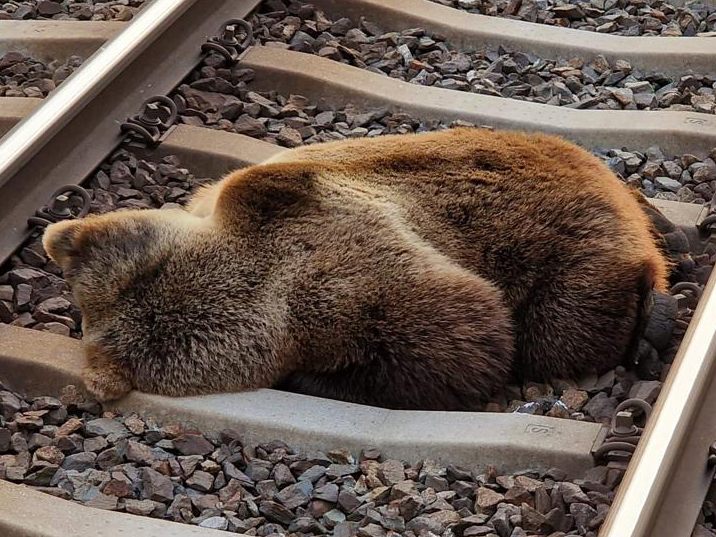 Lokführer meldete den Zusammenstoß mit dem Bären in der Nähe des Bahnhofs Schwarzach-St. Veit. Lokführer meldete den Zusammenstoß mit dem Bären in der Nähe des Bahnhofs Schwarzach-St. Veit.