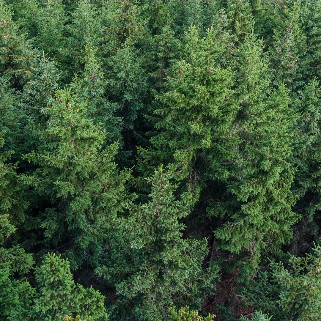 2022 wurde etwas mehr Holz aus Österreichs Wäldern geschlagen, als im Vorjahr.