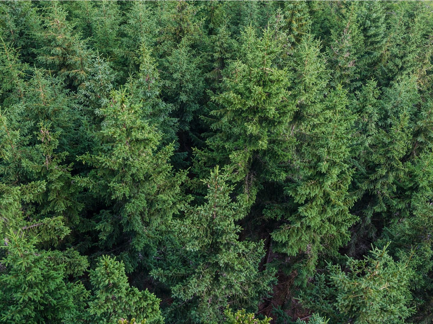 2022 wurde etwas mehr Holz aus Österreichs Wäldern geschlagen, als im Vorjahr.