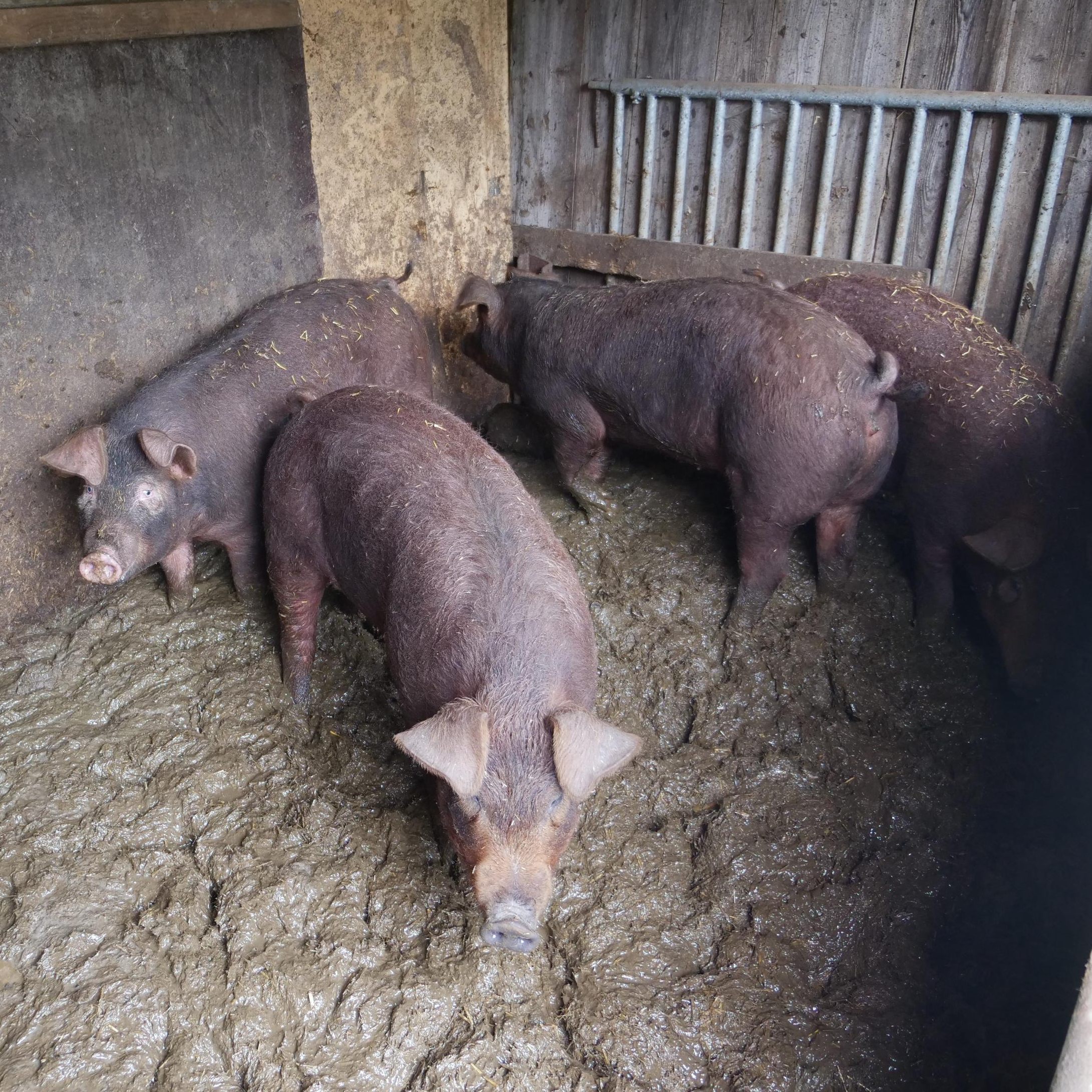 Die Schweine müssen in ihrem eigenen Kot leben.