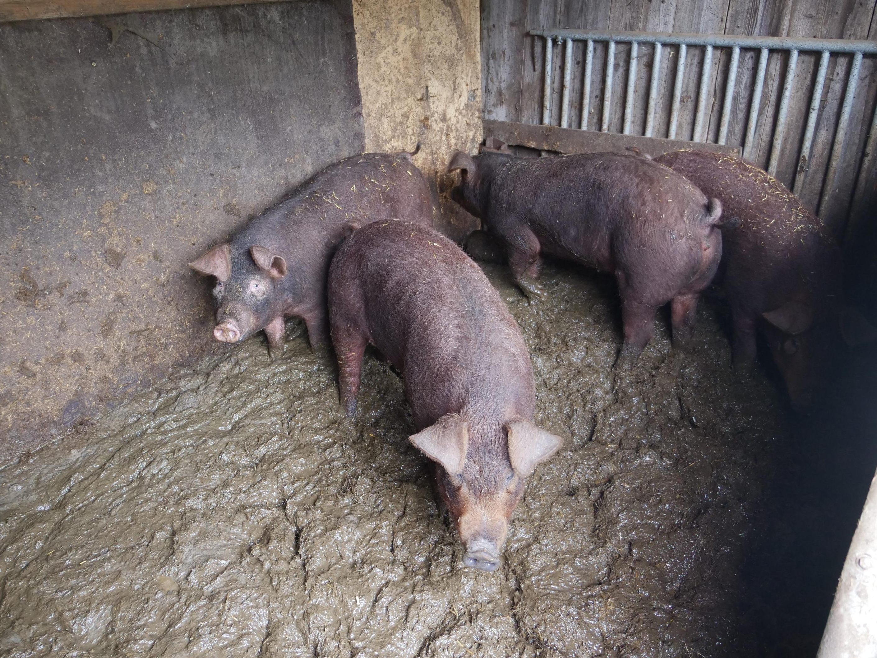 Die Schweine müssen in ihrem eigenen Kot leben. Die Schweine müssen in ihrem eigenen Kot leben.