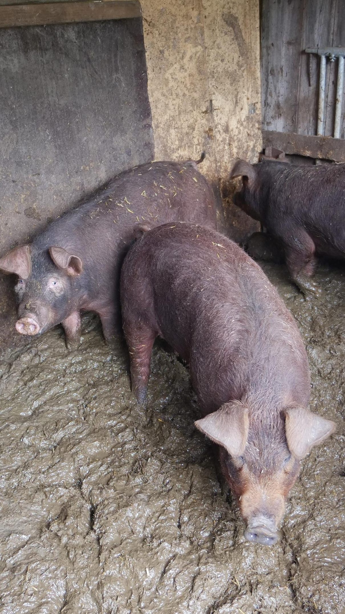 Die Schweine müssen in ihrem eigenen Kot leben.