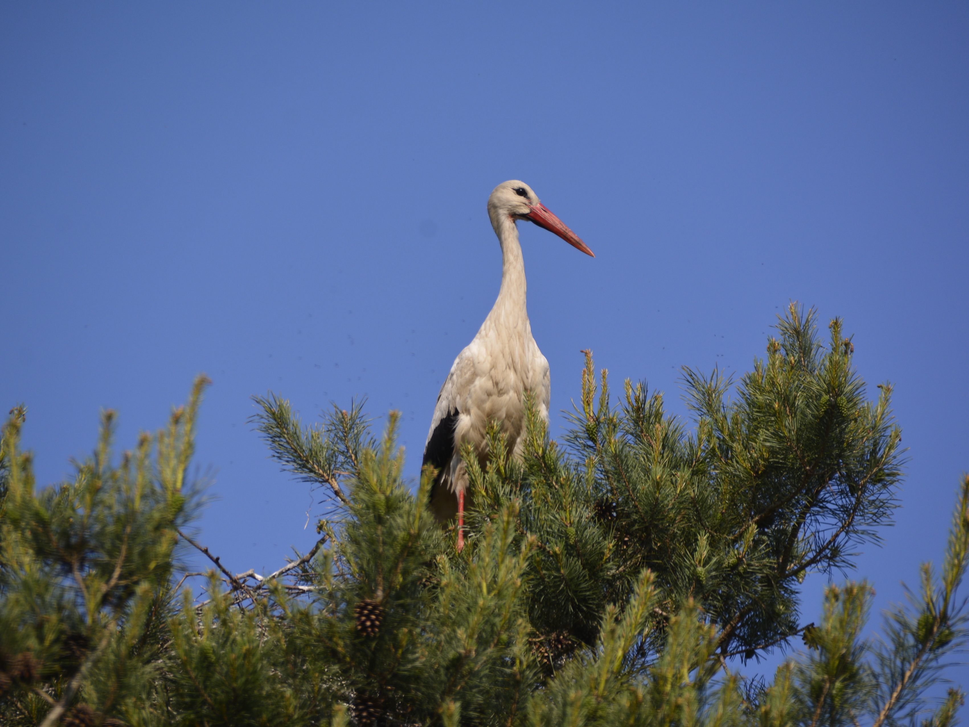 Er hat alles im Blick