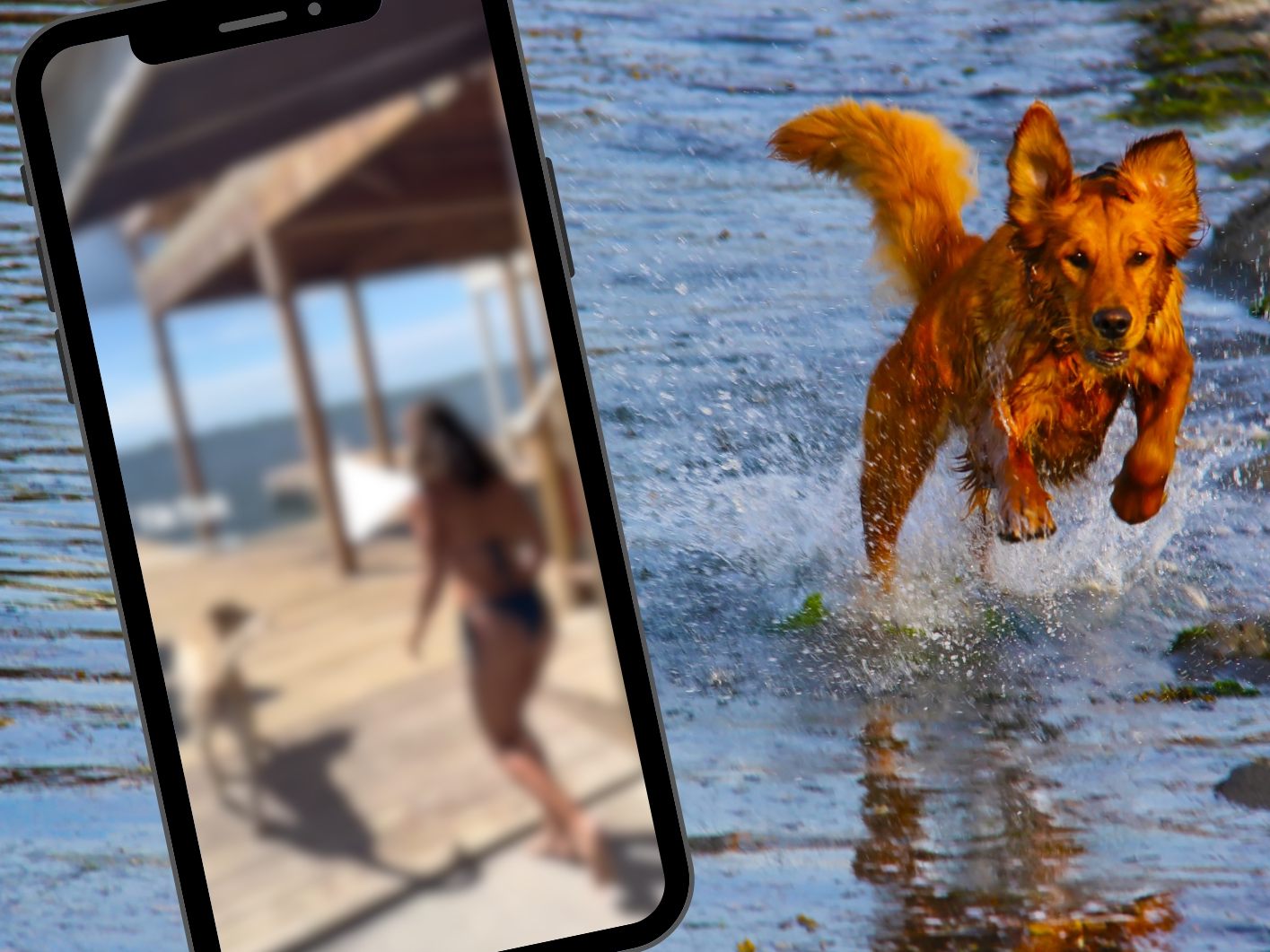 Honey liebt es vom Steg direkt ins Wasser zu springen.