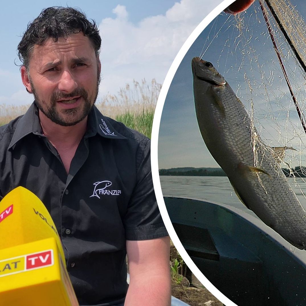 Der Felchenbestand geht zurück. Könnten Rotaugen die Hoffnung sein?