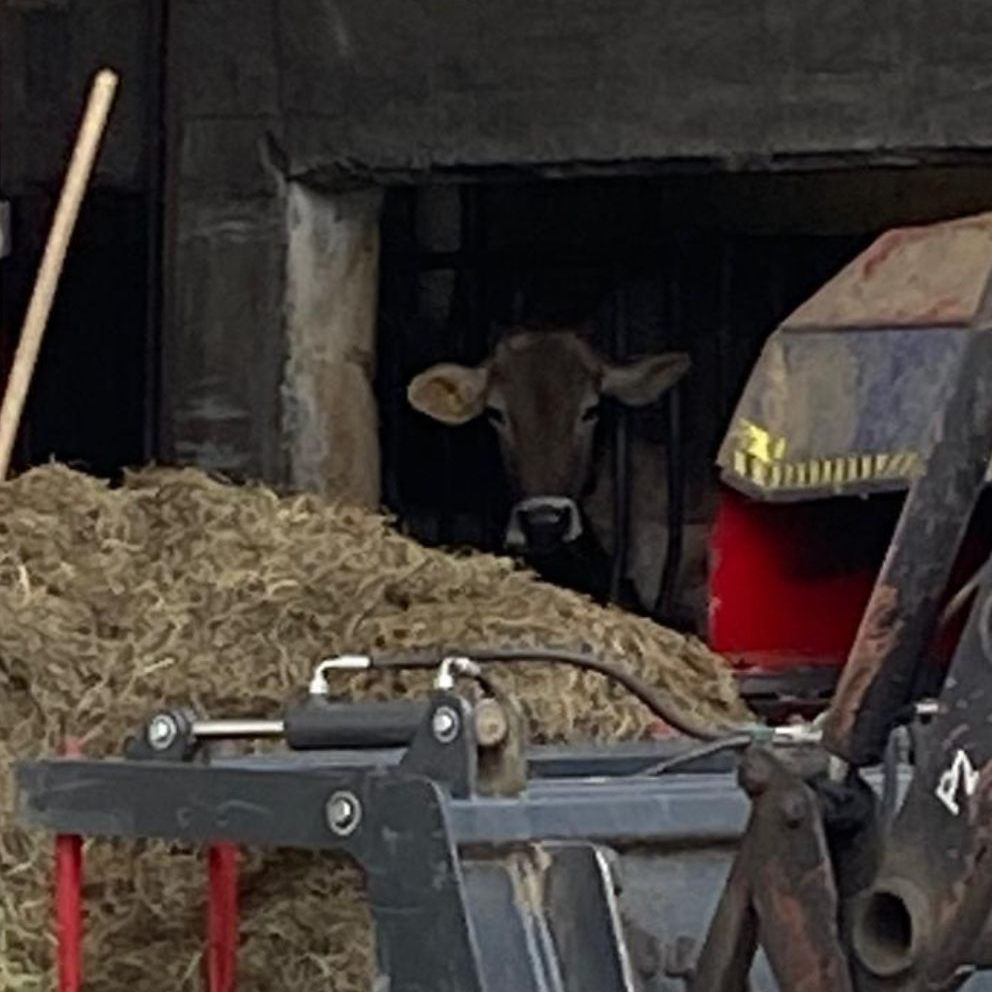 Der Tierschutzverein Rankweil schlägt Alarm, was einen Betrieb im Oberland angeht.