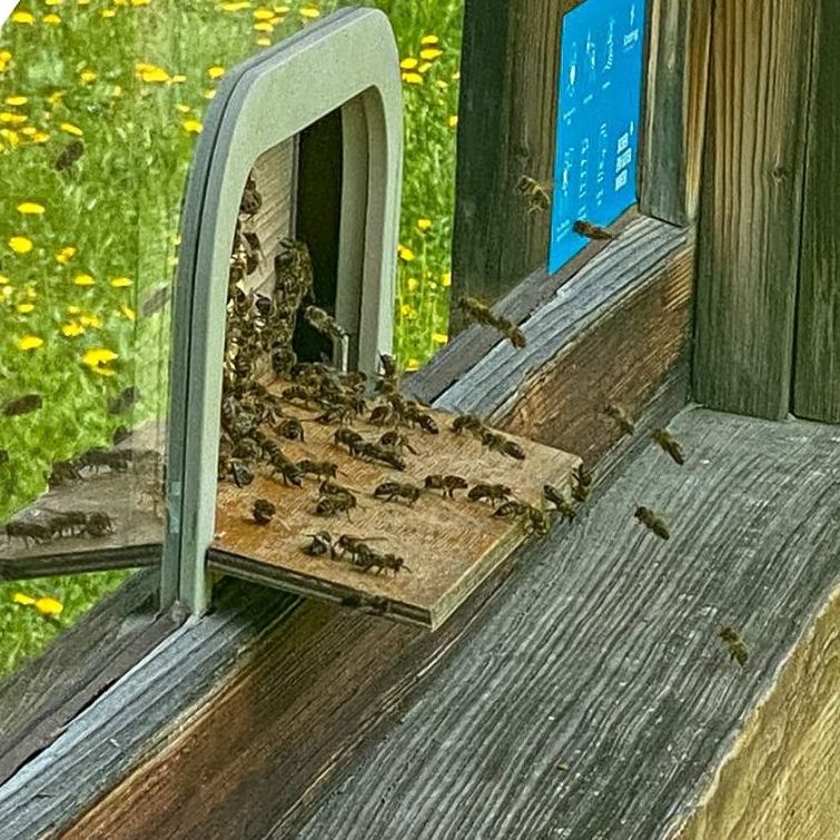 In einem Lifthäuschen wohnen jetzt Bienen.