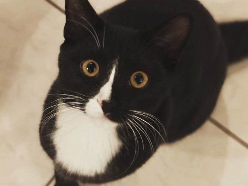 Cooper