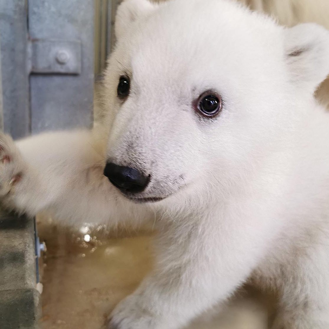 Noch hat der süße kleine Eisbär keinen Namen.