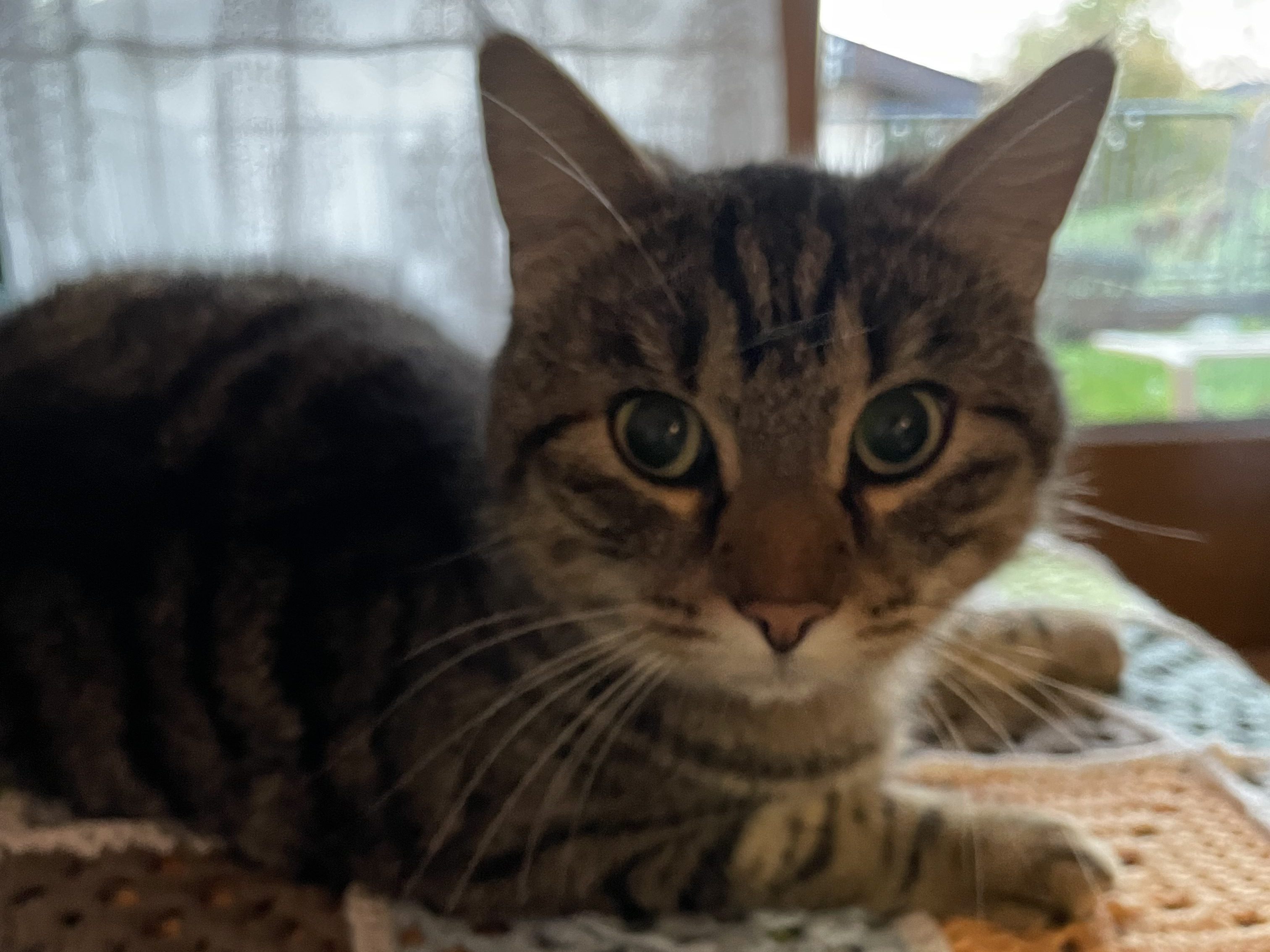 Merlin