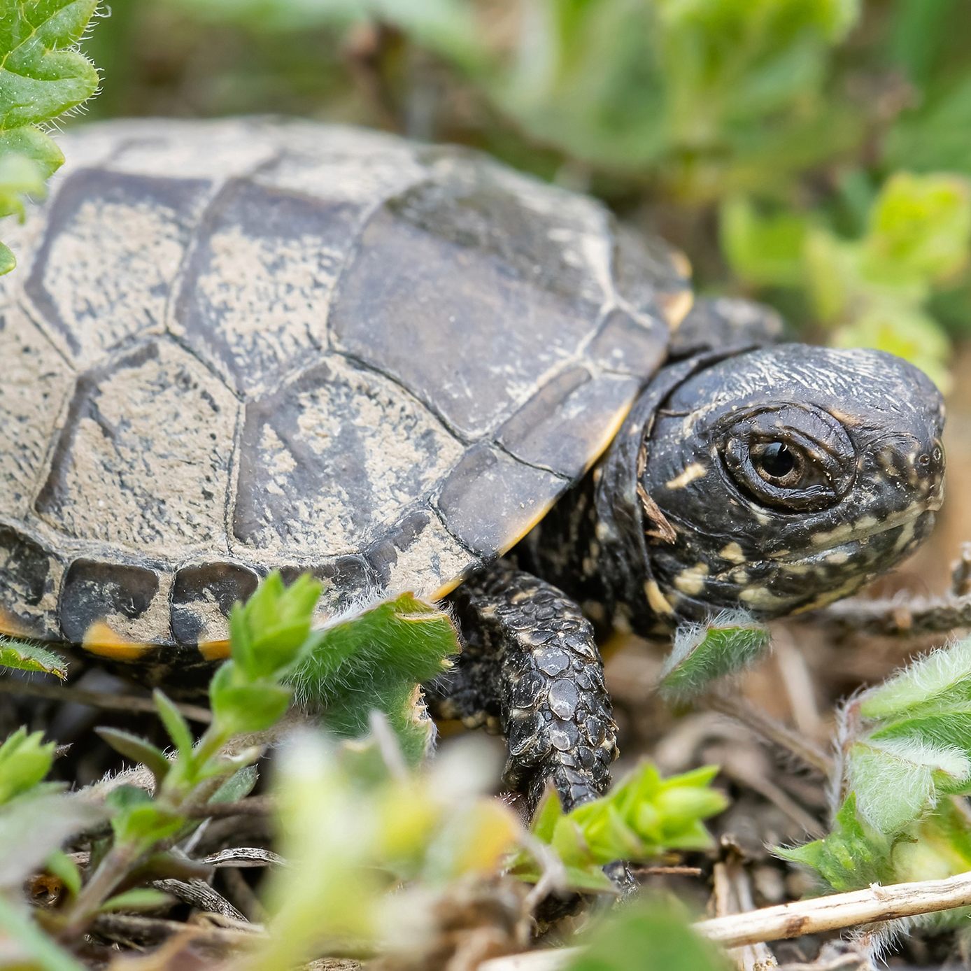 Im Wiener Tiergarten Schönbrunn gibt es Schildkröten-Nachwuchs.
