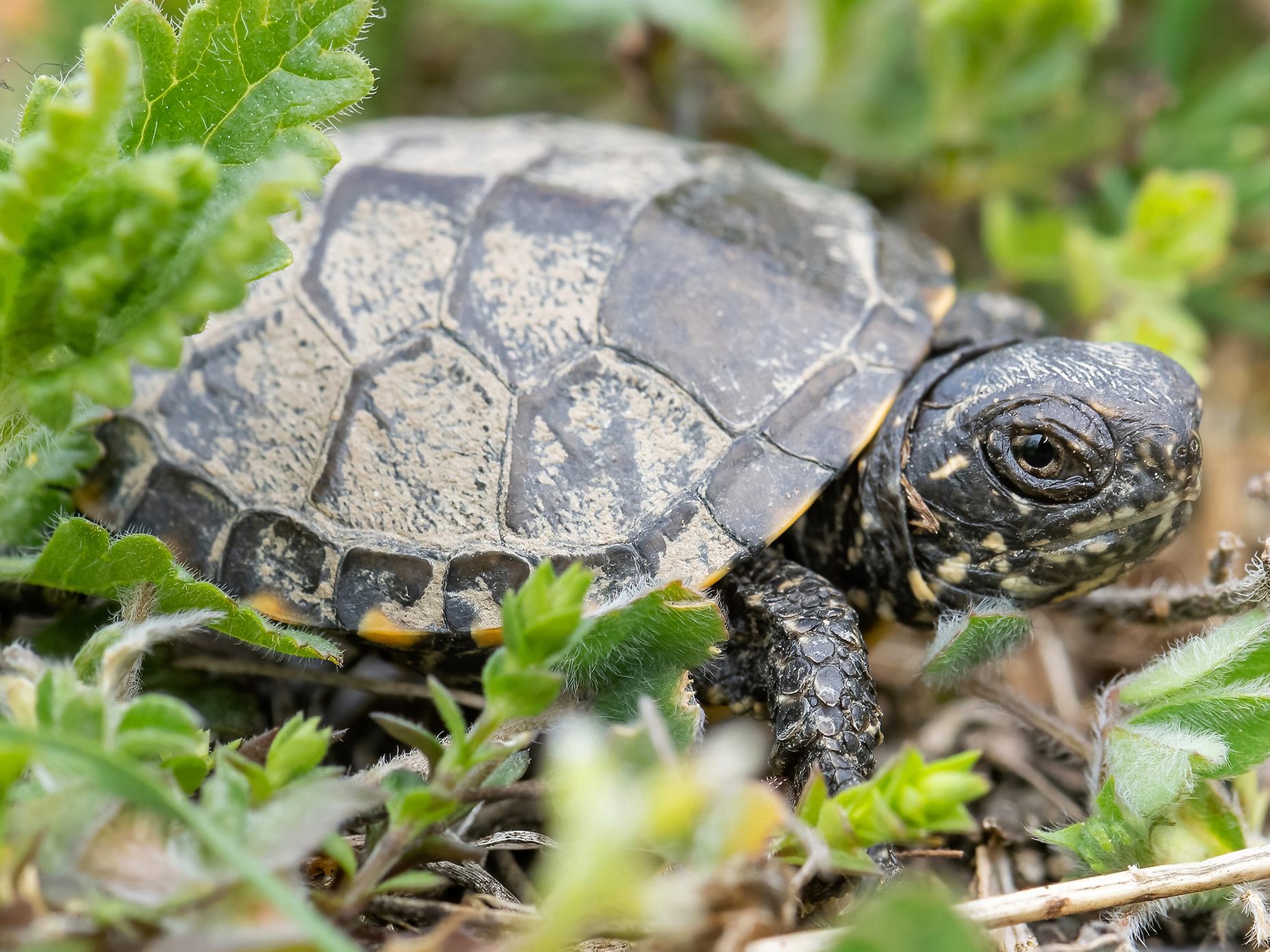 Im Wiener Tiergarten Schönbrunn gibt es Schildkröten-Nachwuchs.