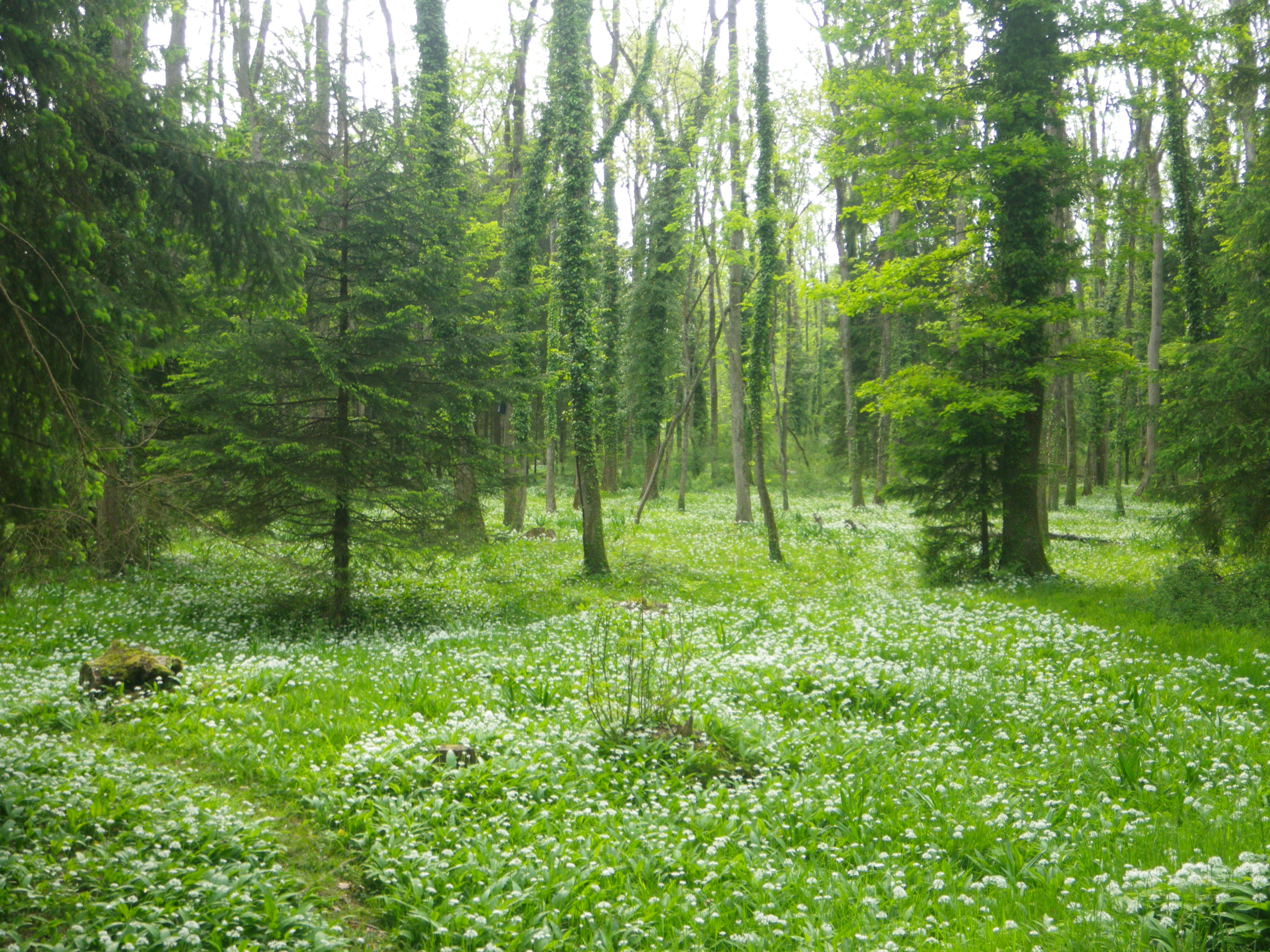 Rheinholz-Bärlauchblüte Rheinholz-Bärlauchblüte