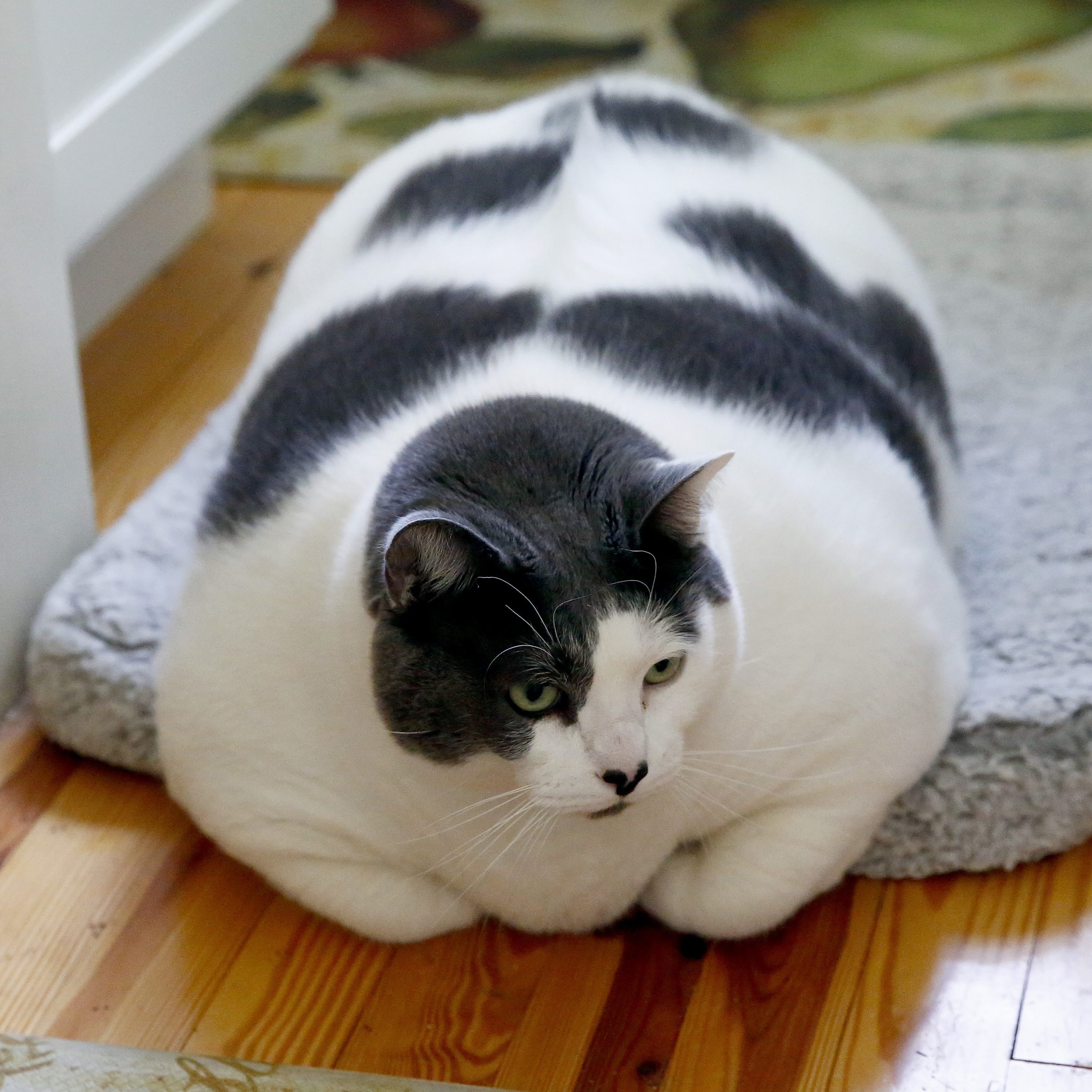 "Patches" muss Diät halten.