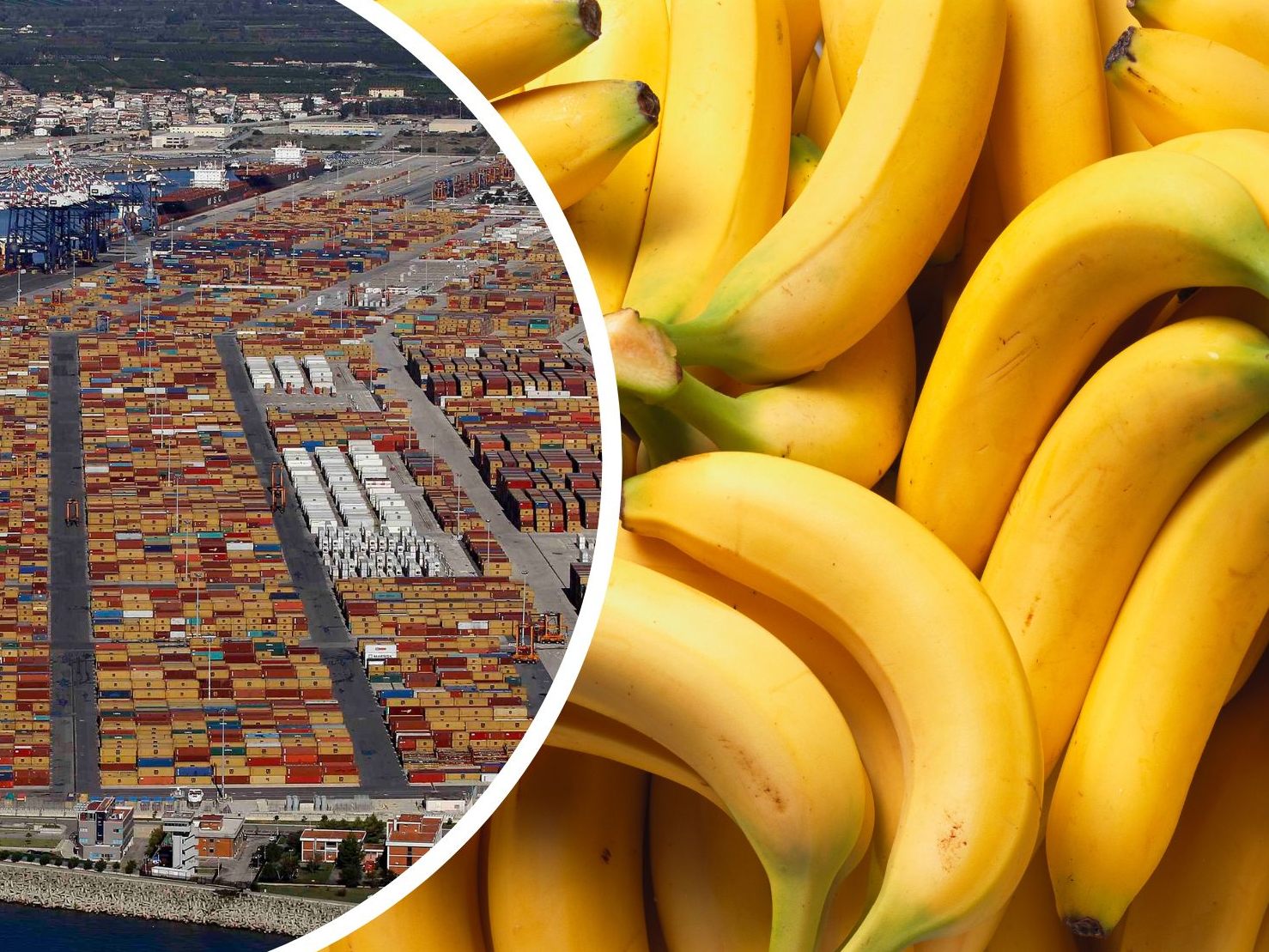 2,7 Tonnen Kokain zwischen Bananen am Hafen der Stadt Gioia Tauro gefunden. 2,7 Tonnen Kokain zwischen Bananen am Hafen der Stadt Gioia Tauro gefunden.