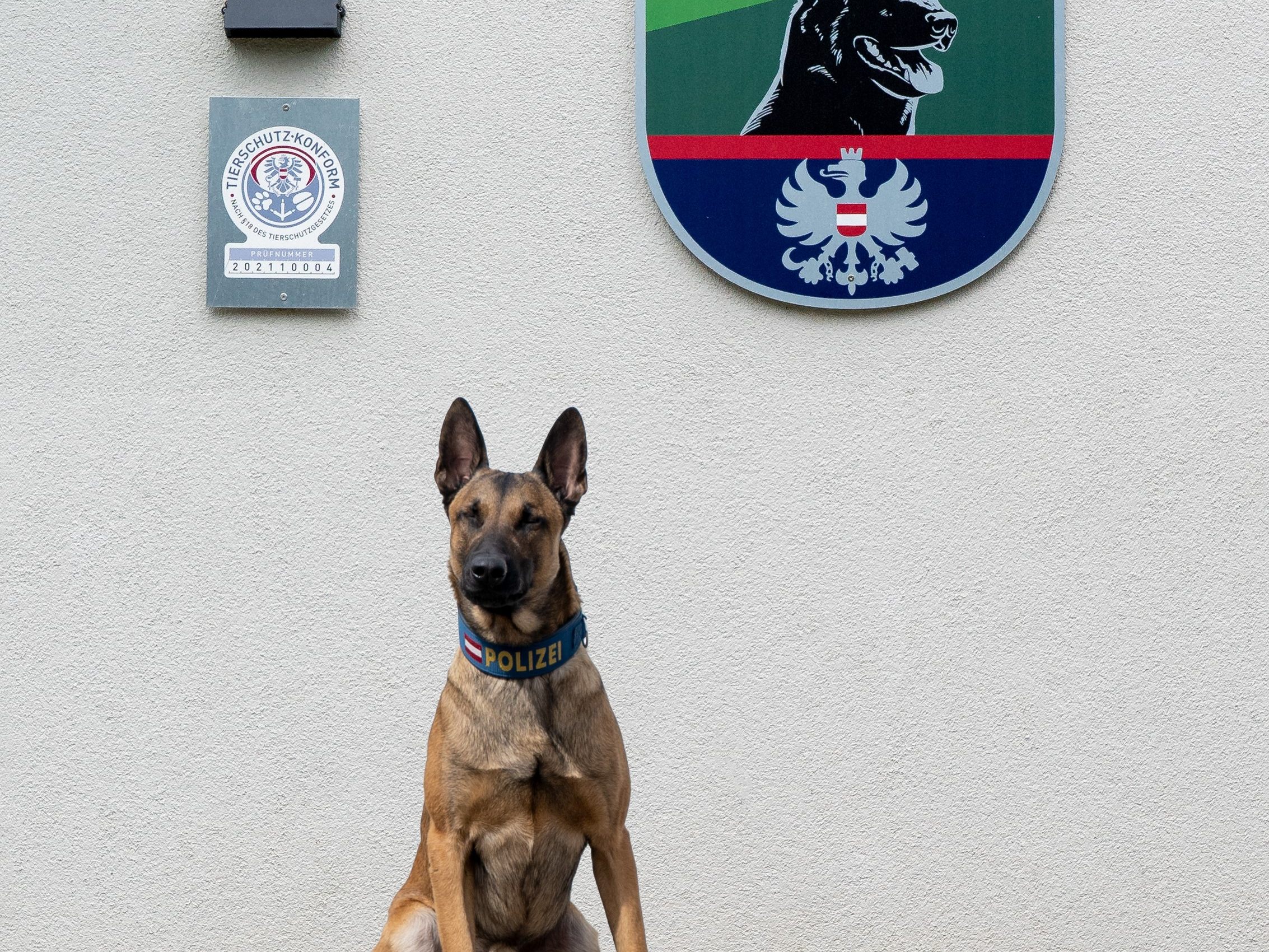 Im 1. Bezirk ist ein mutmaßlicher Wohnungseinbrecher von einem Polizeidiensthund aufgestöbert worden, teilte die Wiener Polizei mit. Im 1. Bezirk ist ein mutmaßlicher Wohnungseinbrecher von einem Polizeidiensthund aufgestöbert worden, teilte die Wiener Polizei mit.