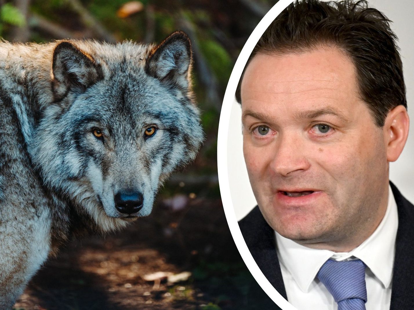 Landwirtschaftsminister verweist im ORF auf Obergrenzen wie in Schweden und Frankreich Landwirtschaftsminister verweist im ORF auf Obergrenzen wie in Schweden und Frankreich
