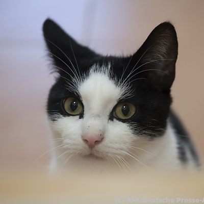 Die Katze ist das beliebteste Haustier in Österreich