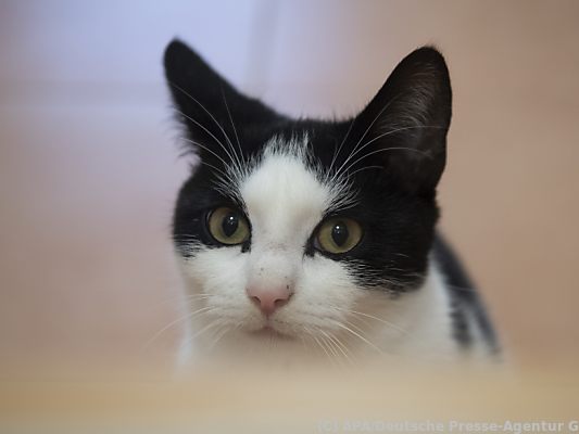 Die Katze ist das beliebteste Haustier in Österreich Die Katze ist das beliebteste Haustier in Österreich