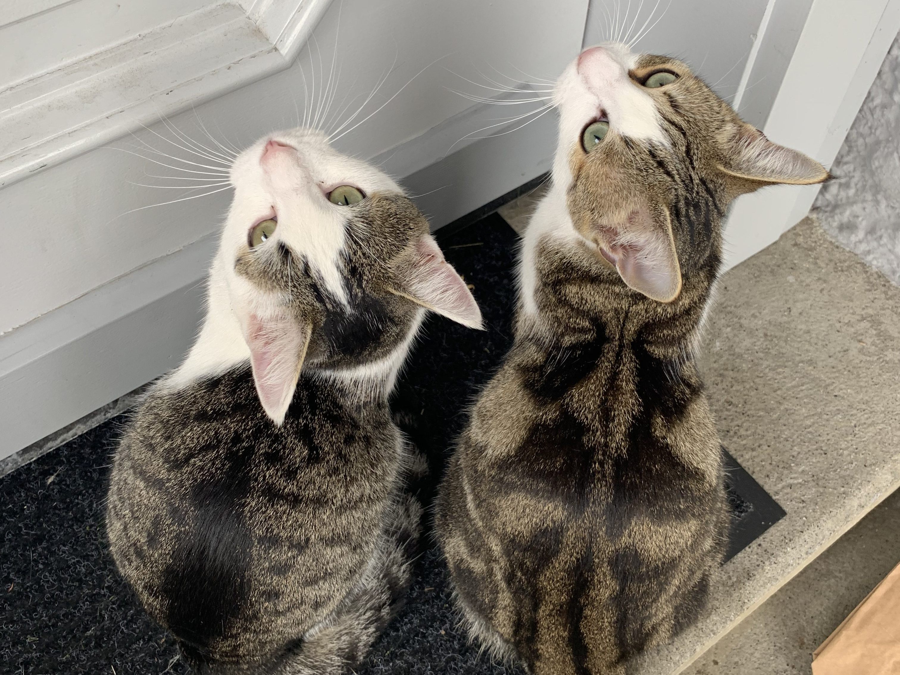 Katze Rechts