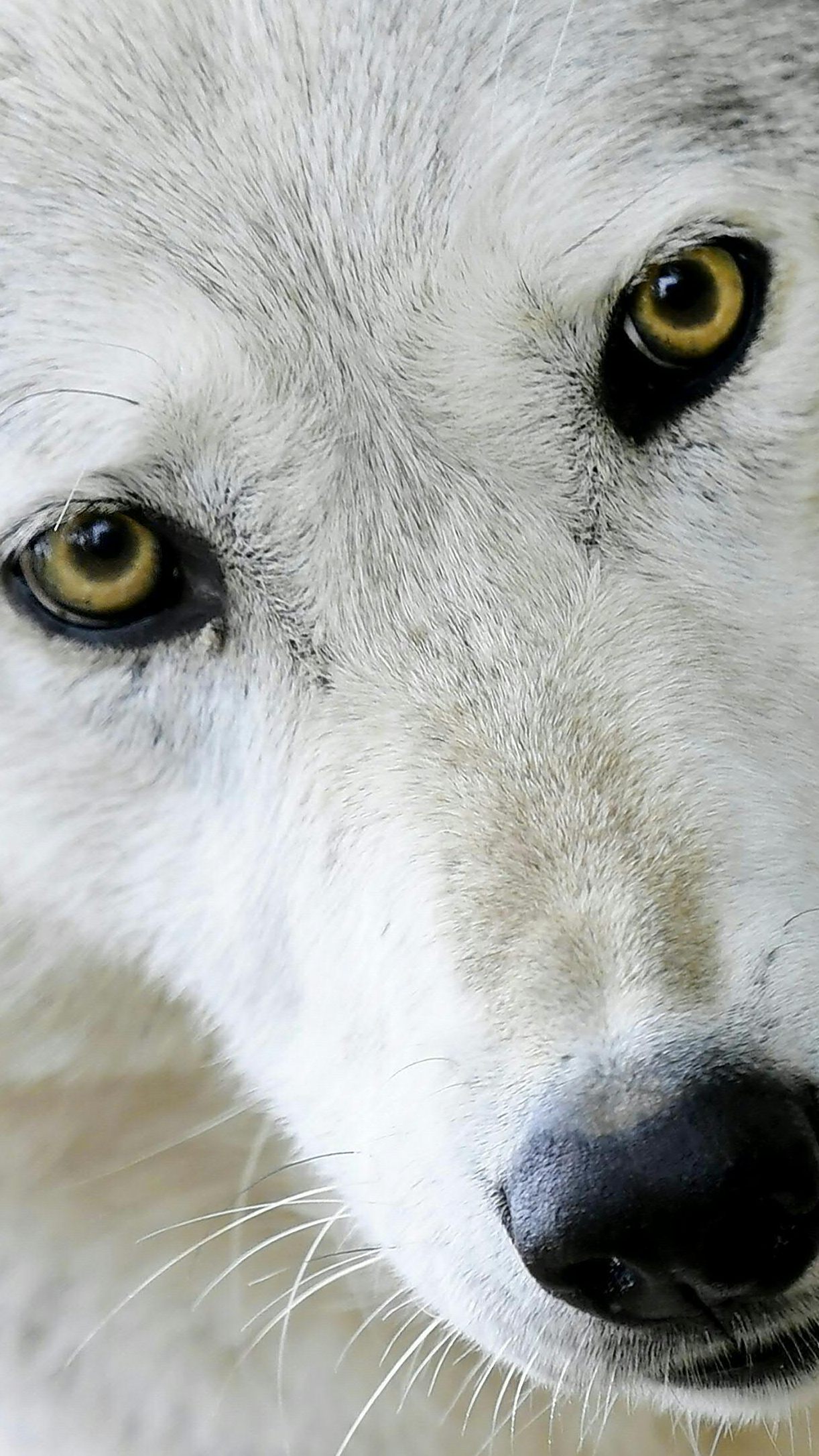 Auch in OÖ will man Jagd auf sogenannte "Problemwölfe" machen.