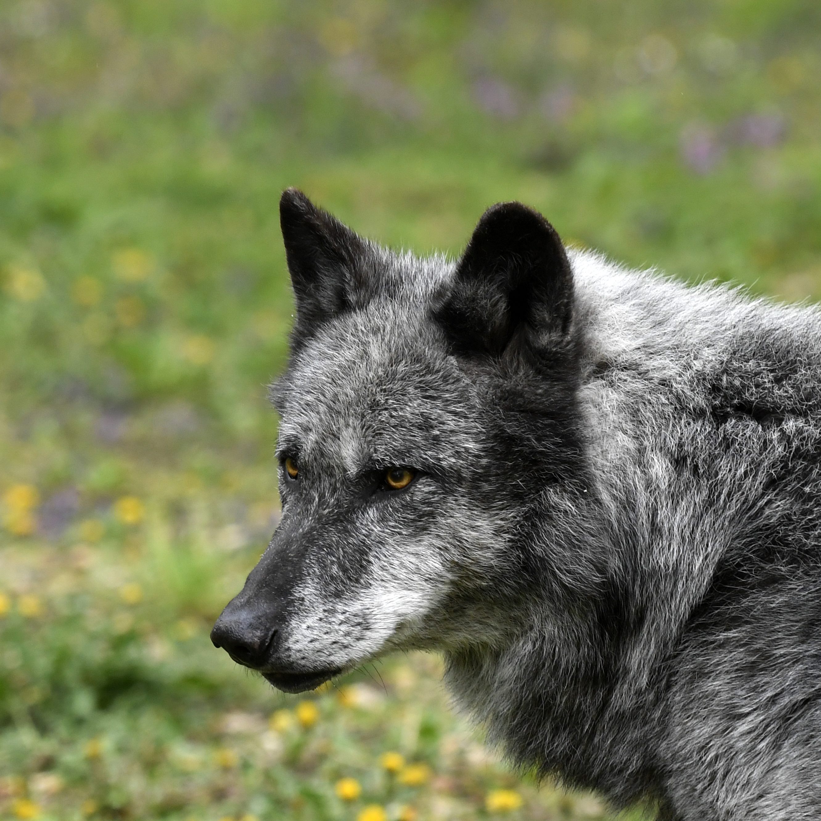 In Kärnten gab es den zweiten Wolfsabschuss innerhalb einer Woche.
