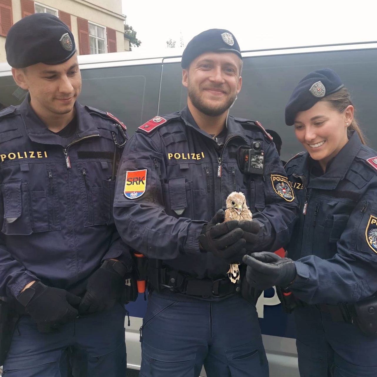 Polizei rettete Turmfalkenjunges bei Landhaus in Eisenstadt.