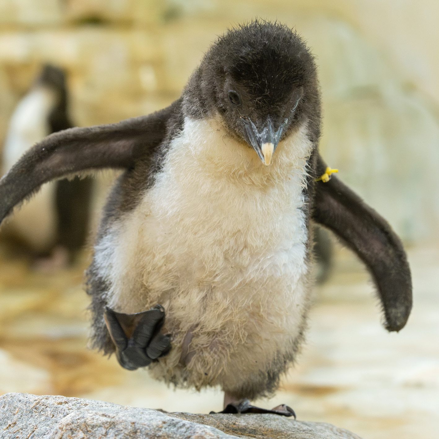 Mehrere Pinguin-Küken schlüpften dieses Jahr im Wiener Tiergarten Schönbrunn.