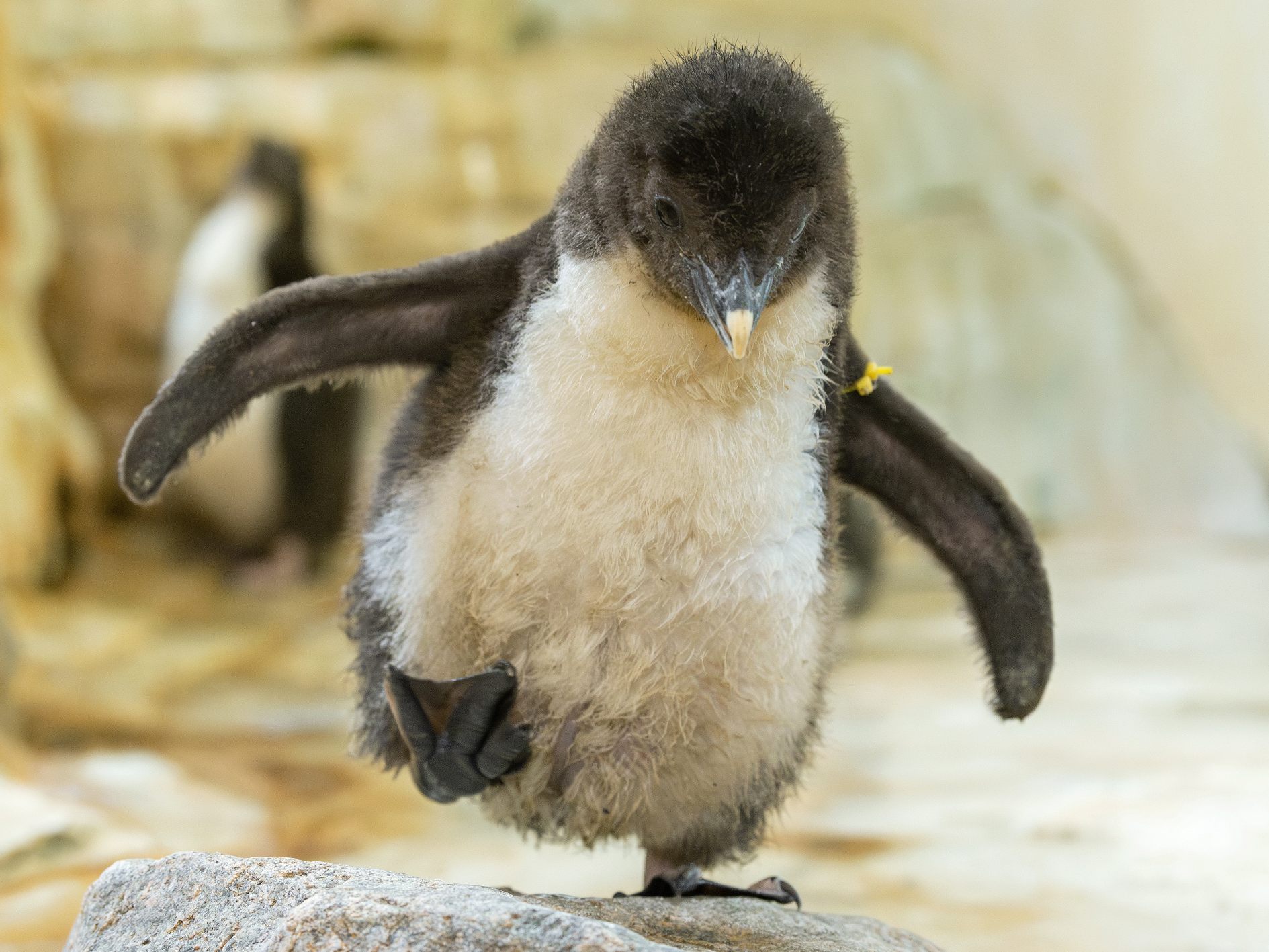 Mehrere Pinguin-Küken schlüpften dieses Jahr im Wiener Tiergarten Schönbrunn.