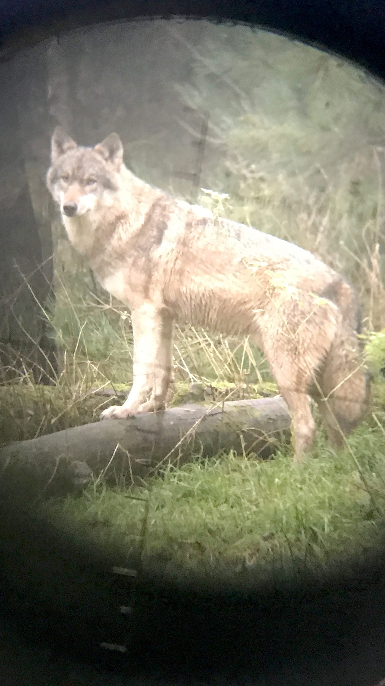 Wölfen geht es in Salzburg ab sofort legal an den Kragen.